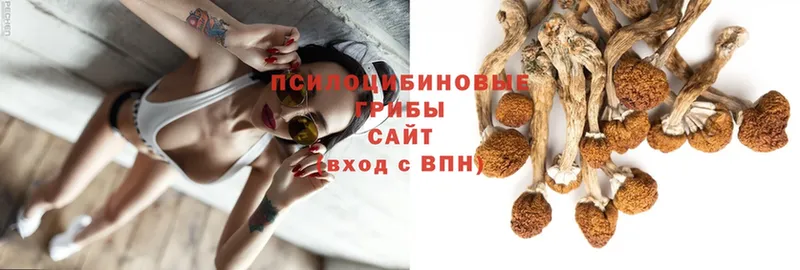 где купить   Каргат  Галлюциногенные грибы Psilocybe 